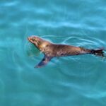 1 hout bay duiker island seal colony cruise Hout Bay: Duiker Island Seal Colony Cruise