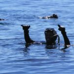 1 hout bay seal snorkeling experience Hout Bay: Seal Snorkeling Experience