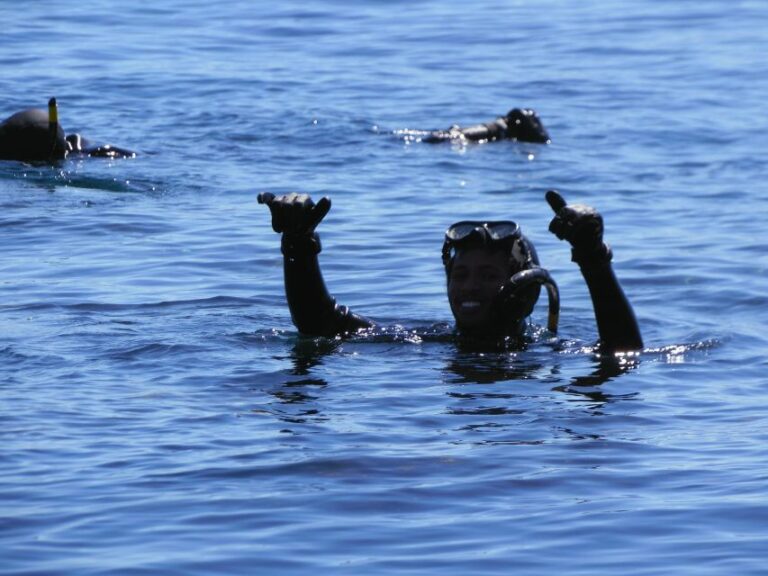 Hout Bay: Seal Snorkeling Experience