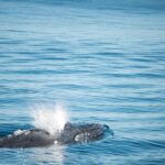 1 humpback whale safari Humpback Whale Safari