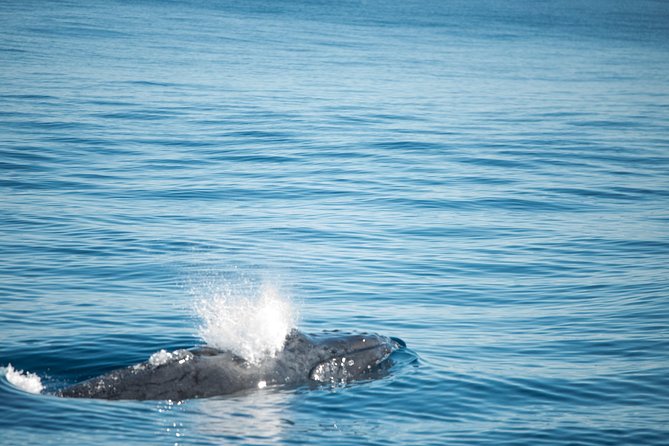 Humpback Whale Safari