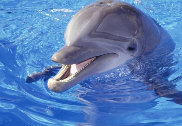Hurghada: 1-Hour Show at Dolphin World With Optional Pickup
