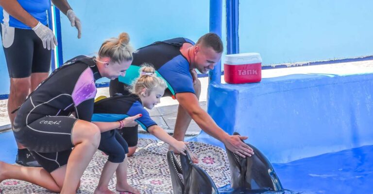 Hurghada: Dolphin World Family Swimming With Pickup