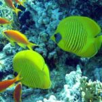 1 hurghada full day scuba diving discovery Hurghada: Full-Day Scuba Diving Discovery