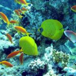 1 hurghada full day scuba diving discovery 2 Hurghada: Full-Day Scuba Diving Discovery