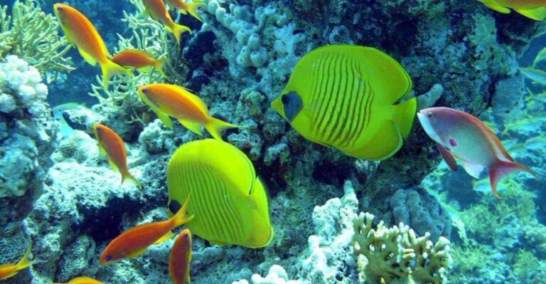 Hurghada: Full-Day Scuba Diving Discovery