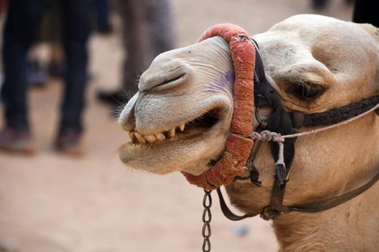Hurghada: Jeep & Camel Safari With Dinner & Desert Fire Show