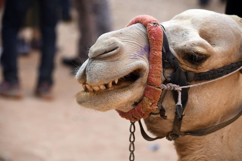 1 hurghada jeep camel safari with dinner desert fire show Hurghada: Jeep & Camel Safari With Dinner & Desert Fire Show