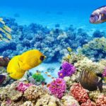 1 hurghada snorkeling yacht trip utopia island with lunch Hurghada: Snorkeling Yacht Trip Utopia Island With Lunch