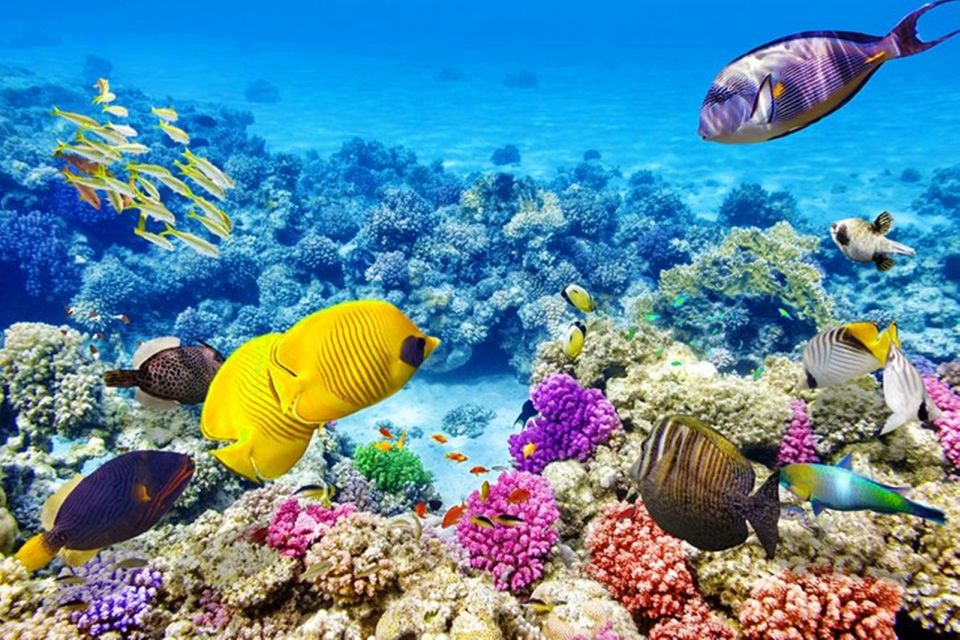 1 hurghada snorkeling yacht trip utopia island with lunch Hurghada: Snorkeling Yacht Trip Utopia Island With Lunch
