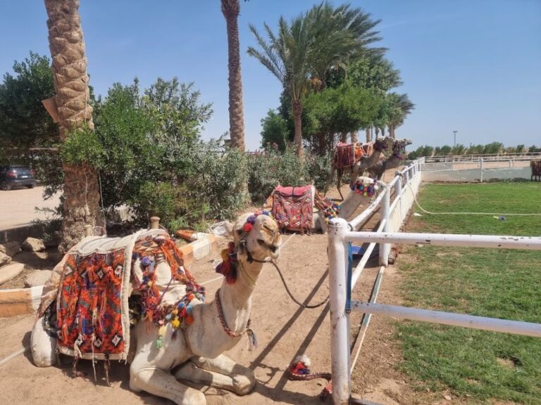Hurghada: Stargazing by ATV, Camel, Horse, Dinner & Show