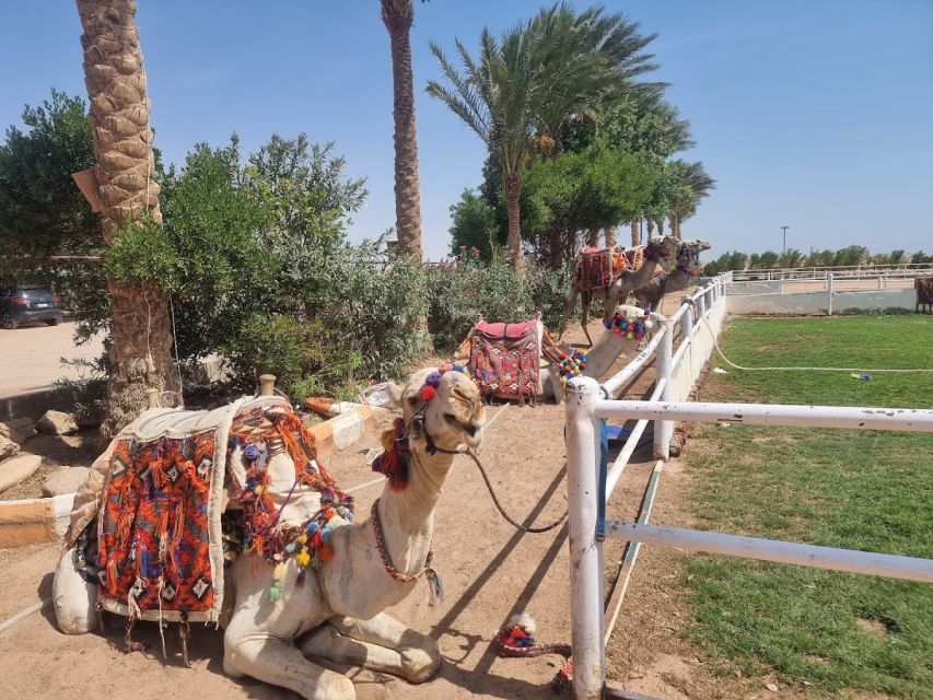 1 hurghada stargazing by atv camel horse dinner show Hurghada: Stargazing by ATV, Camel, Horse, Dinner & Show