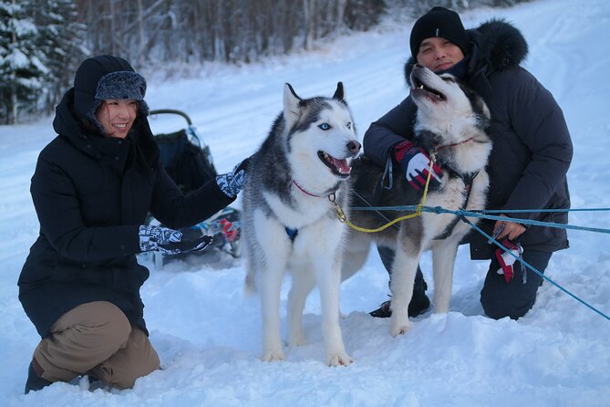 Husky Dog Sledding & Mushing With Pick up and Photo Service in Fairbanks, Alaska