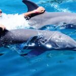 1 i swim with dolphins at ocean world puerto plata I Swim With Dolphins at Ocean World Puerto Plata
