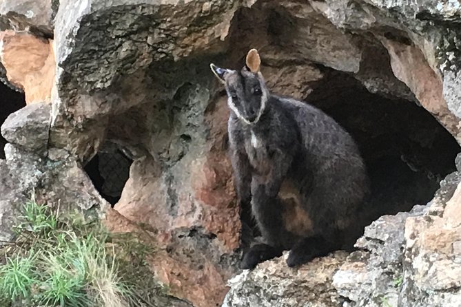 Inside the Greater Blue Mountains World Heritage – A Private Wildlife Safari Overnight