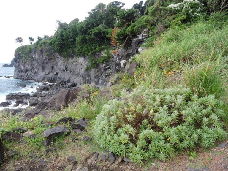 Izu Peninsula: Jogasaki Coast Experience