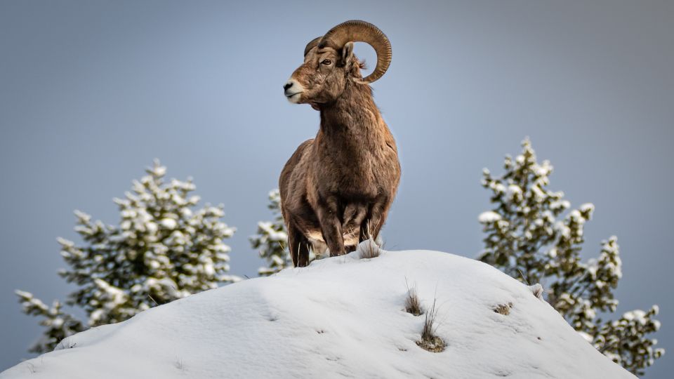 1 jackson grand teton bighorn sheep and petroglyphs tour Jackson: Grand Teton, Bighorn Sheep, and Petroglyphs Tour