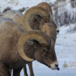 1 jackson hole grand teton winter wildlife tours for 1 to 4 Jackson Hole : Grand Teton Winter Wildlife Tours For 1 To 4