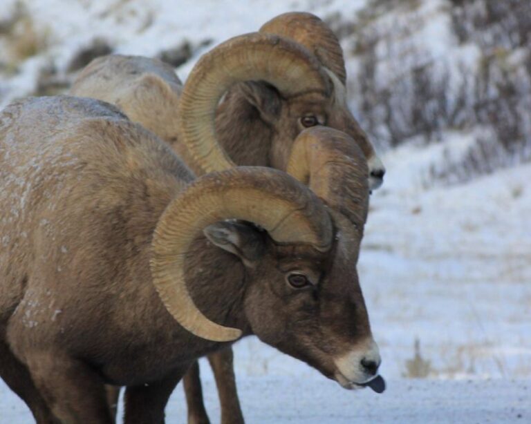 Jackson Hole : Grand Teton Winter Wildlife Tours For 1 To 4