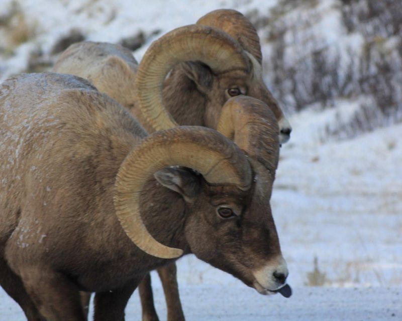 1 jackson hole grand teton winter wildlife tours for 1 to 4 Jackson Hole : Grand Teton Winter Wildlife Tours For 1 To 4