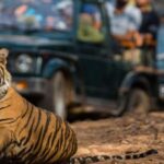 1 jaipur city tour with ranthambore tiger safari Jaipur City Tour With Ranthambore Tiger Safari