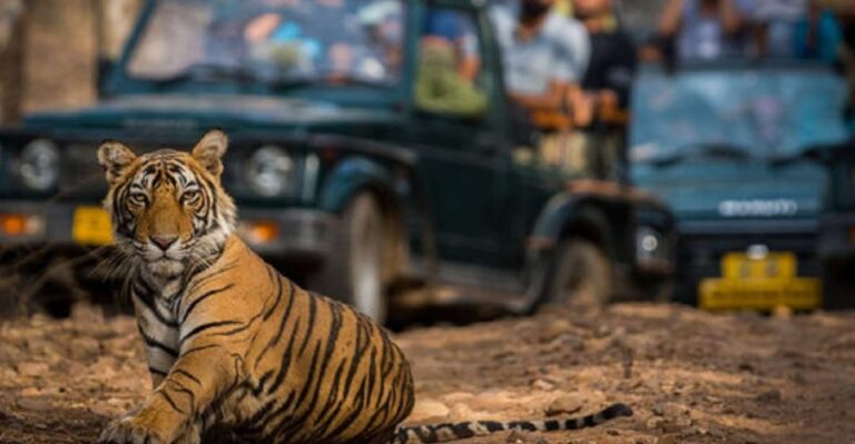 Jaipur City Tour With Ranthambore Tiger Safari