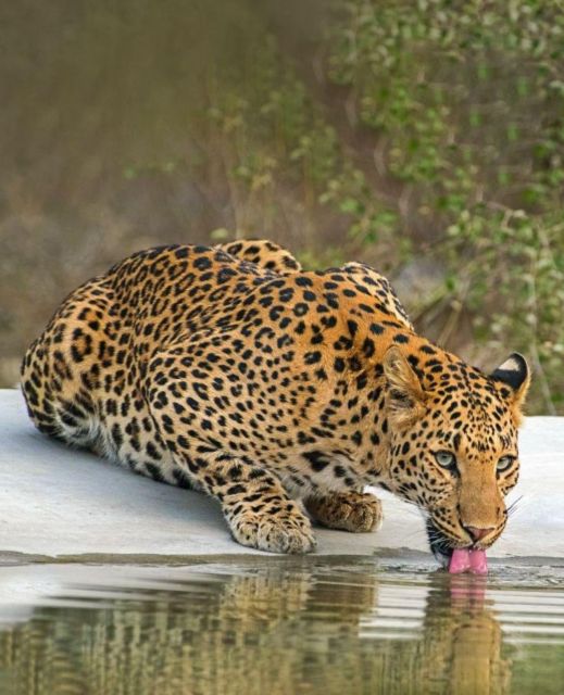 Jaipur: Jhalana Leopard Safari Private Tour - Full Description