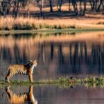 1 jaipur ranthambore private guided tour with cab Jaipur: Ranthambore Private Guided Tour With Cab
