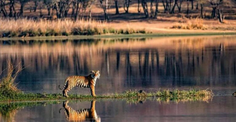 Jaipur: Ranthambore Private Guided Tour With Cab