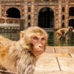 1 jaipur sightseeing tour with monkey temple galta ji temple Jaipur Sightseeing Tour With Monkey Temple (Galta Ji Temple)