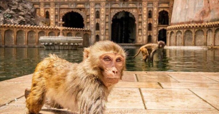Jaipur Sightseeing Tour With Monkey Temple (Galta Ji Temple)