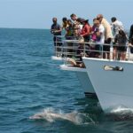 1 jervis bay dolphin cruise Jervis Bay Dolphin Cruise