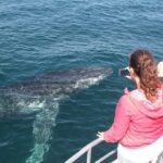 1 jervis bay whale watching tour Jervis Bay Whale Watching Tour