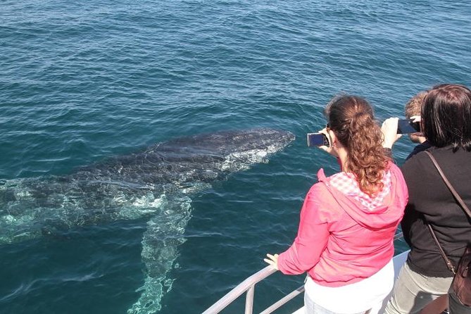 1 jervis bay whale watching tour Jervis Bay Whale Watching Tour