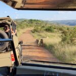 1 johannesburg animal safari tour Johannesburg: Animal Safari Tour