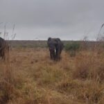 1 johannesburg kruger national park 3 day private safari trip Johannesburg: Kruger National Park 3-Day Private Safari Trip