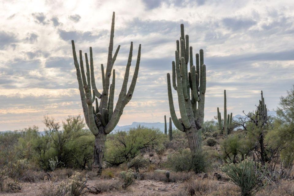 Jumping Cholla (Choya) Jeep Tour