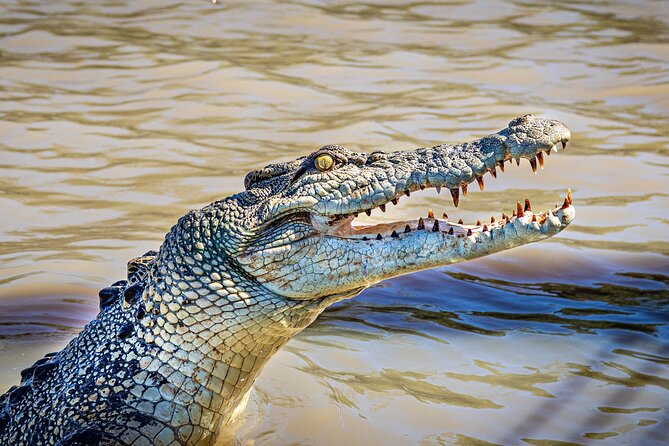 Jumping Crocodile Experience