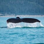 1 juneaus premier whale watching Juneaus Premier Whale Watching