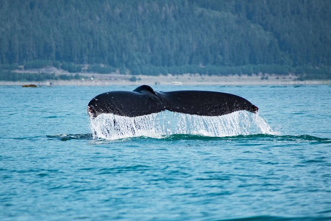 1 juneaus premier whale watching Juneaus Premier Whale Watching