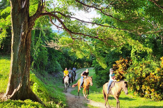 JUNGLE/ MOUTAIN AND BEACH TOUR HORSEBACK RIDING - 2h 1/2 - Cancellation Policy