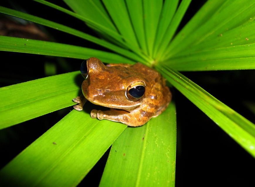 1 jungle night tour finding snakes and night species Jungle Night Tour : Finding Snakes and Night Species