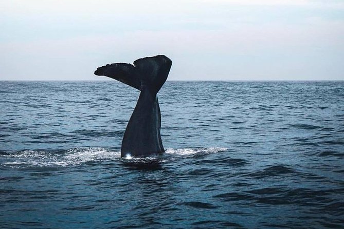 1 kaikoura day tour with whale watching Kaikoura Day Tour With Whale Watching