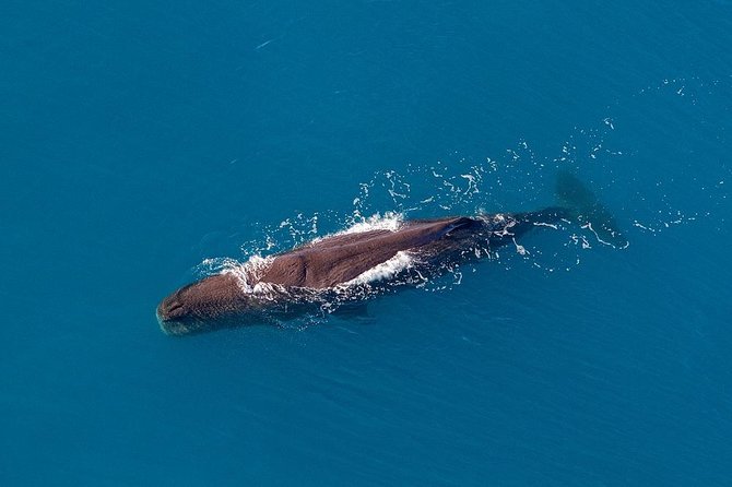 Kaikoura Helicopters Classic Whale Watch