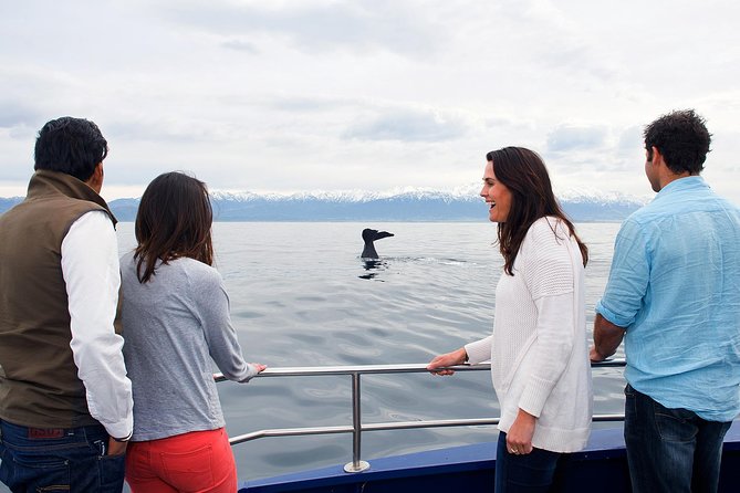 Kaikoura Whale Watch Day Tour From Christchurch