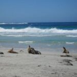 1 kangaroo island in a day tour from adelaide Kangaroo Island in a Day Tour From Adelaide