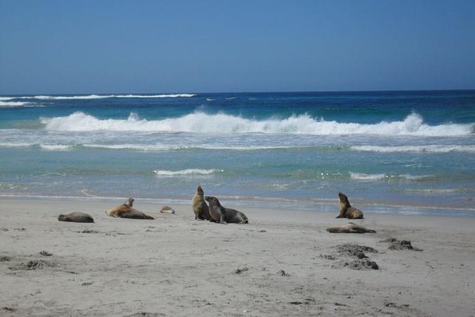 Kangaroo Island in a Day Tour From Adelaide