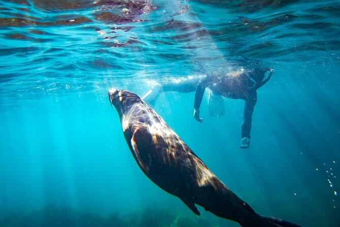 1 kangaroo island ocean safari snorkeling safari Kangaroo Island Ocean Safari - Snorkeling Safari