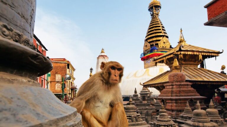 Kathmandu : Swambhunath & Durbar Square Guided Half Day Tour