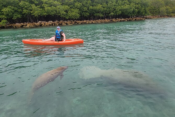 Kayak or Stand up Paddle Board Island and Wildlife Exploration